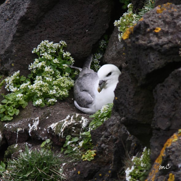 Northern Fulmar Expecting a Happy Event