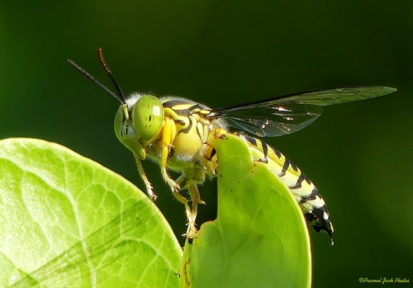 Sand Wasp, Resting.
