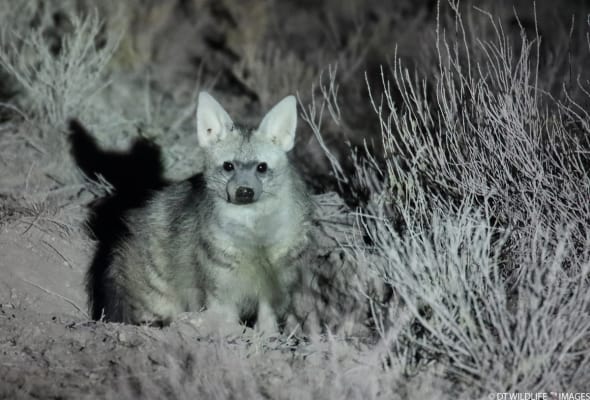 Aardwolf at Night