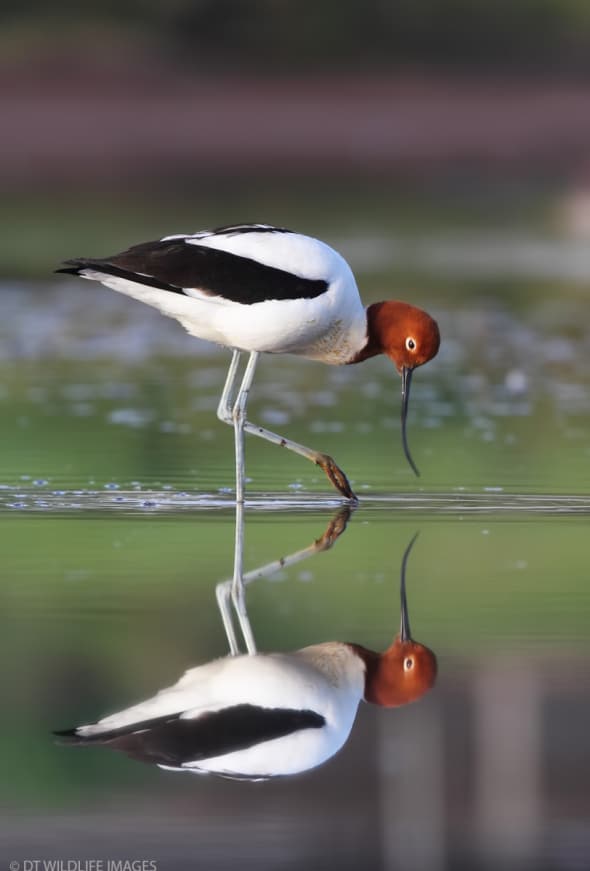 Red-necked Avocet Reflection