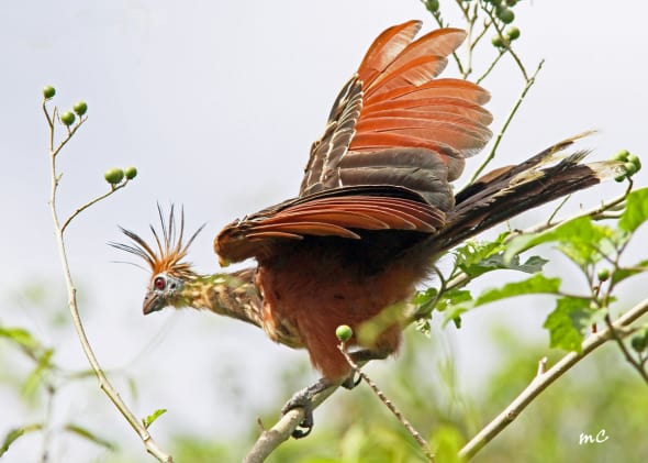 Opisthocomus Hoazin, the Crazy Bird !