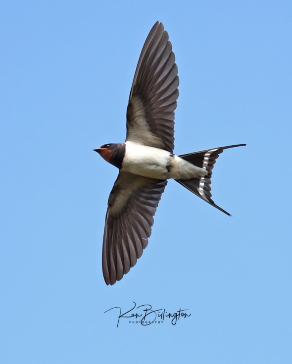 Catching Mosquitoes - Barn Swallow
