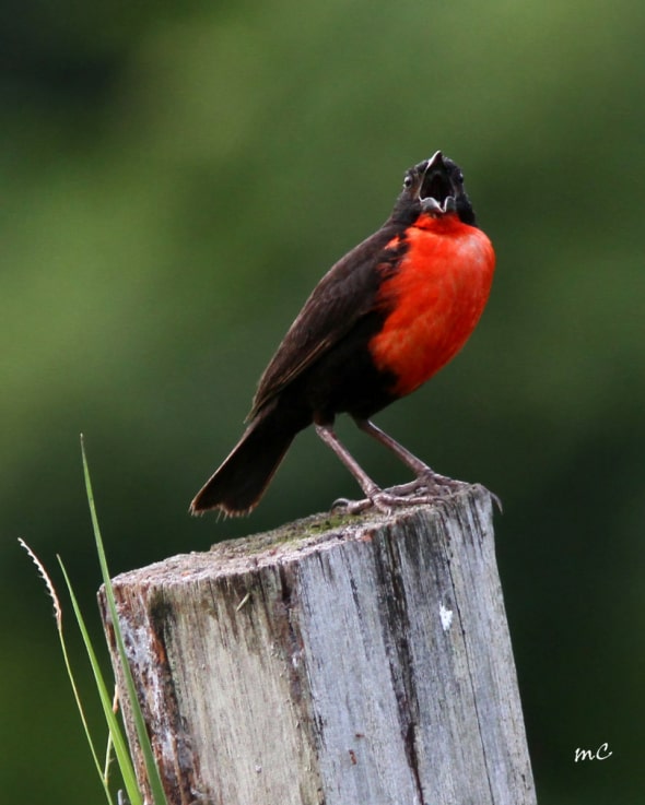 Red-breasted Blackbird (Leistes Militaris)