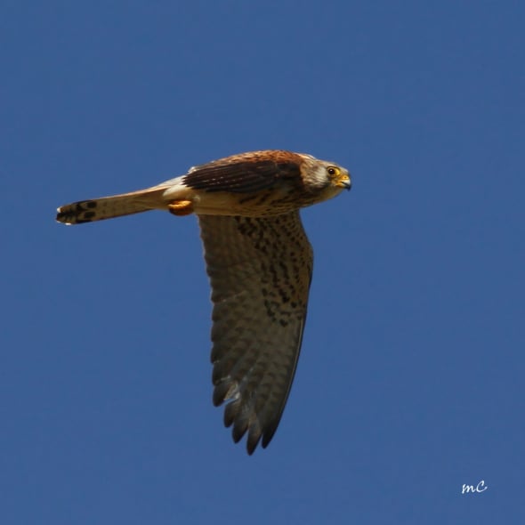 Lesser Kestrel (Falco Naumanni) Fem