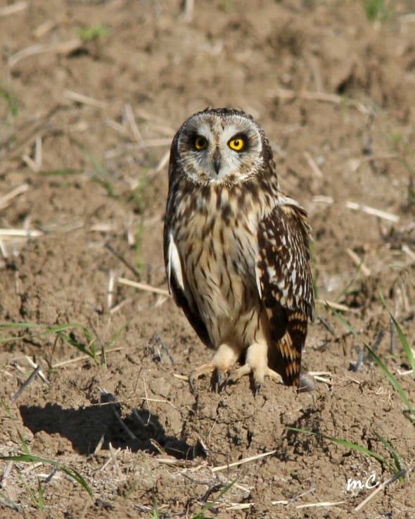 Short-eared Owl (Asio Flammeus)