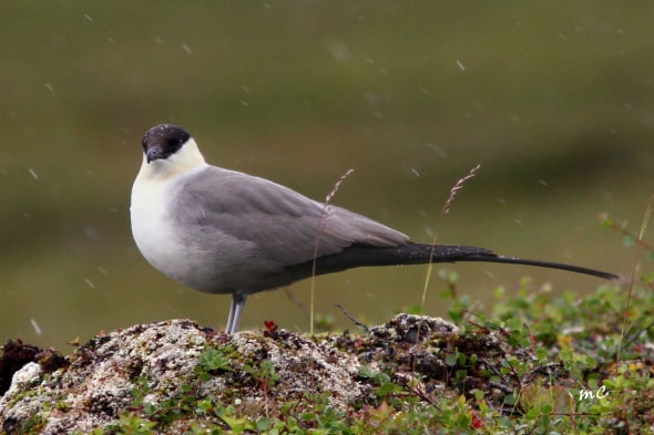 Long-tailed Jaeger Under the Rain