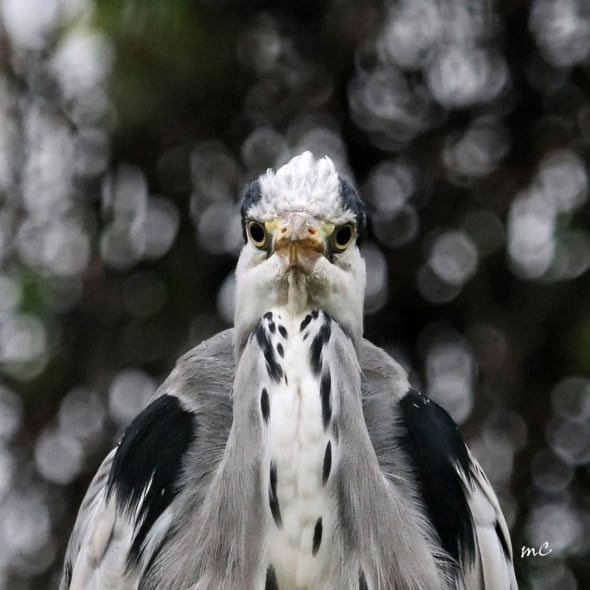 Portrait of a Grey Heron