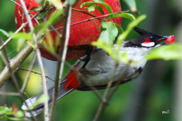 Handsome Thief (Red-whiskered Bulbul)