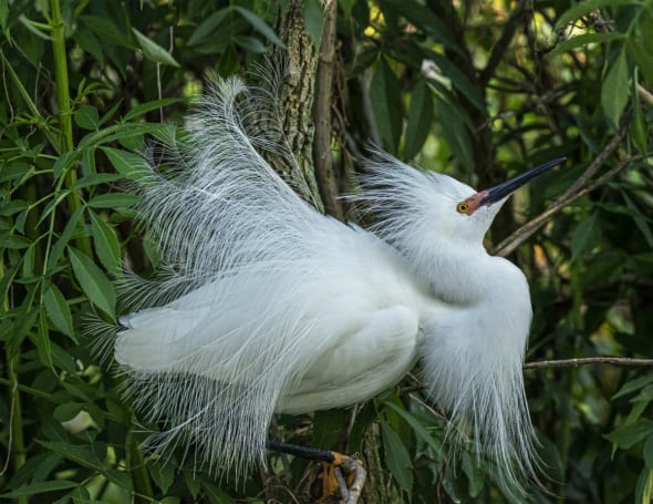 Egret in Mating Plume
