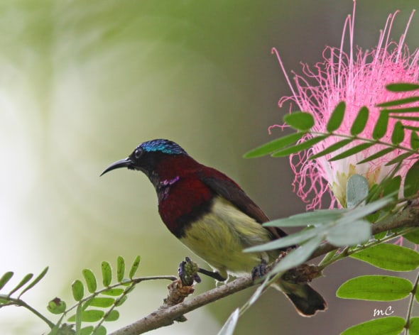 Crimson-backed Sunbird (Leptocoma Minima)