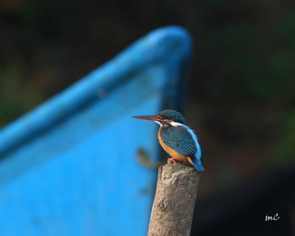Fisher's Boat and Kingfisher