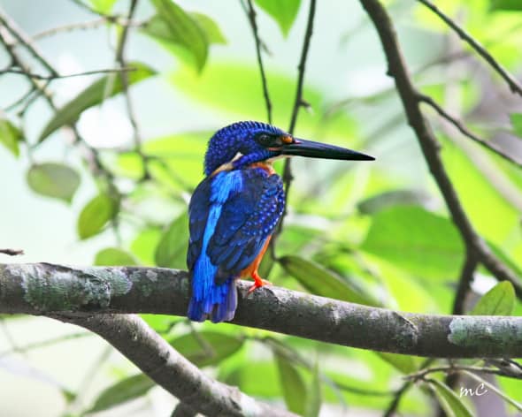 Blue-eared Kingfisher (Alcedo Meninting)