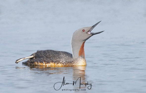 A Calling Red-throated Loon
