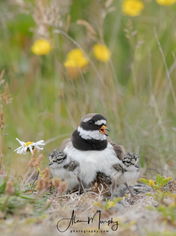 Common Ringed-plover with It's Three Chicks