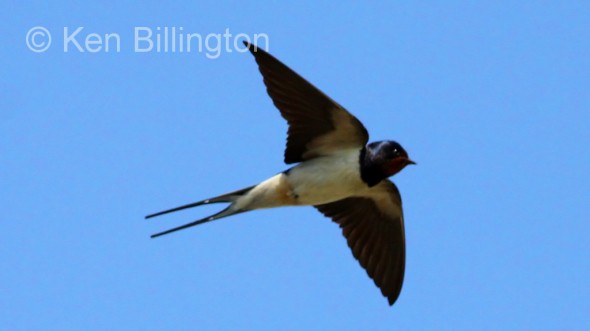 Barn Swallow (Hirundo rustica) 