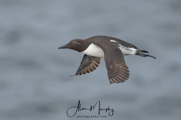 Bridled Common Murre