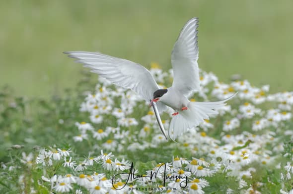 Arctic Terns Bringing Fish to Their Young