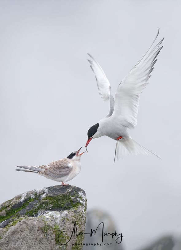 Arctic Tern Feeding Chick
