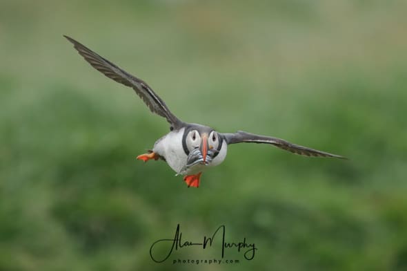 Puffin Incoming with Fish