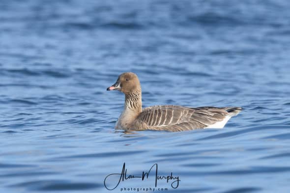 Pink-footed Goose Swimming Just Off Shore