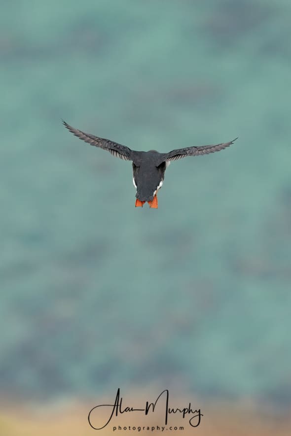 Puffin Diving Towards the Turquise Waters