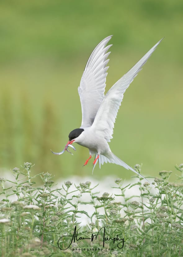 Arctic Tern Bringing Fish for Young
