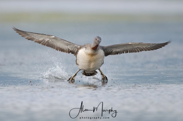 Loon at the Point of Touch Down
