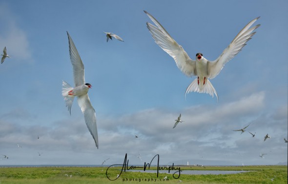 Wide Angle Image of Arctic Terns