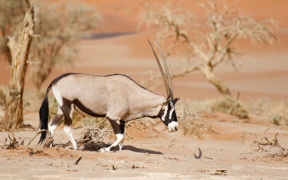 Desert Gemsbok 