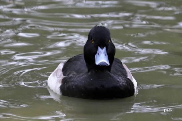 Serious Tufted Duck