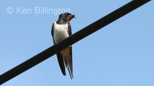 Barn Swallow (Hirundo rustica) 