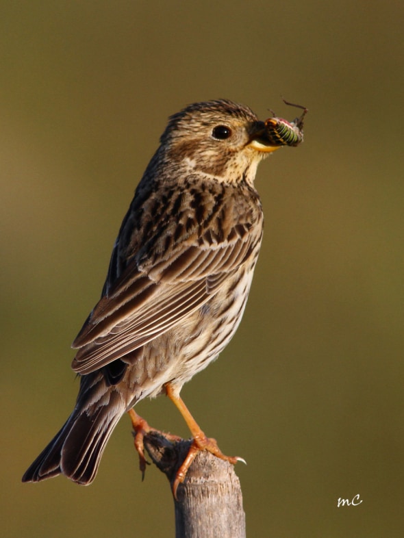 Happy Meal (Corn Bunting)