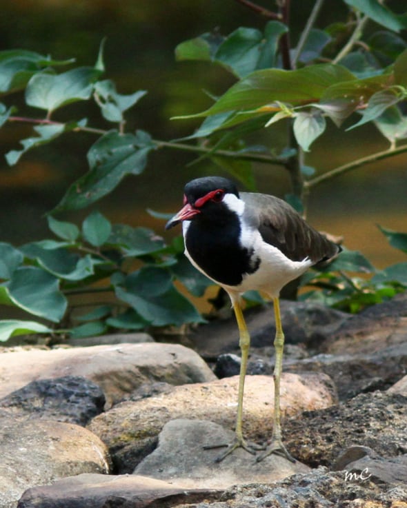 Red-wattled Lapwing (Vanellus Indicus)