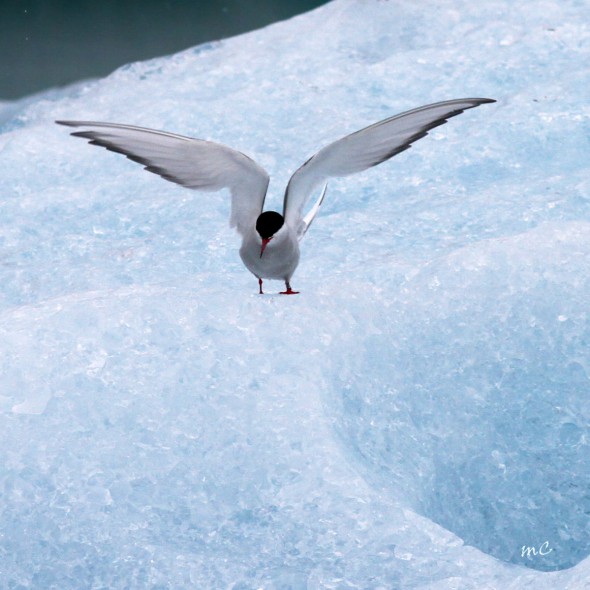 Arctic Tern on Ice