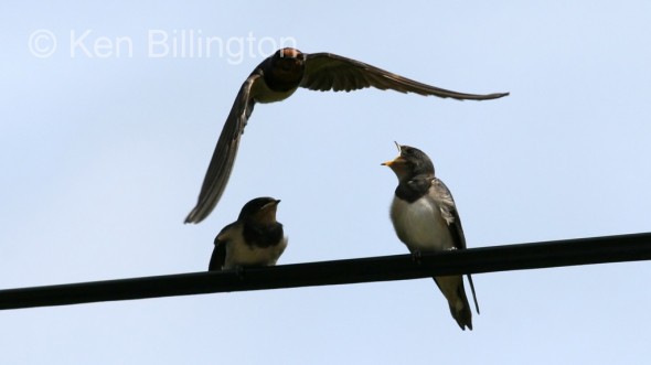 Barn Swallow (Hirundo rustica) 