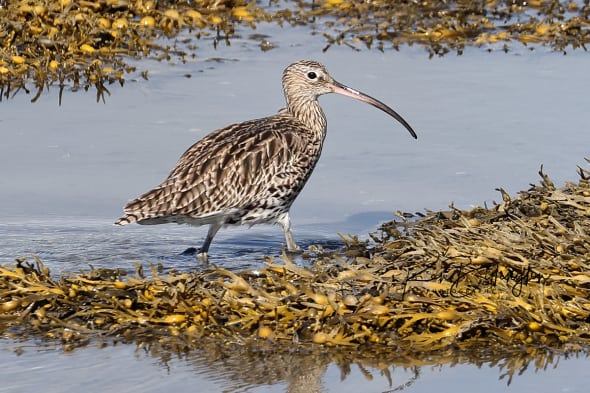 Curlew in the Seaweed
