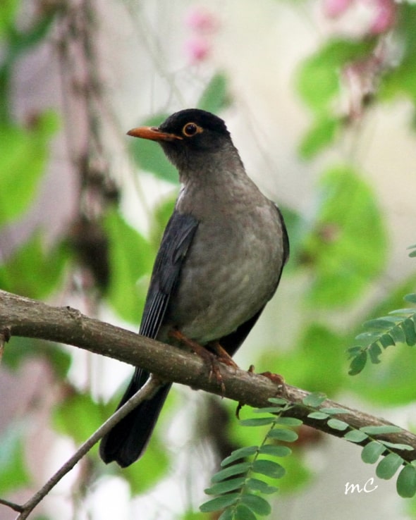 Indian Blackbird (Turdus Simillimus)