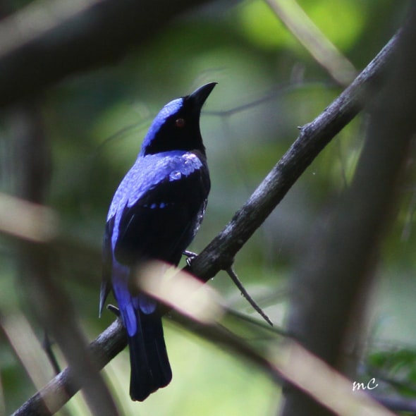 Asian Fairy Bluebird (Irena Puella)