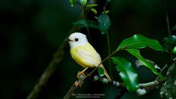Leucistic Pale Yellow Robin 
