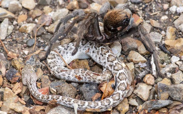 Tarantula Feeds Opn Rattlesnake