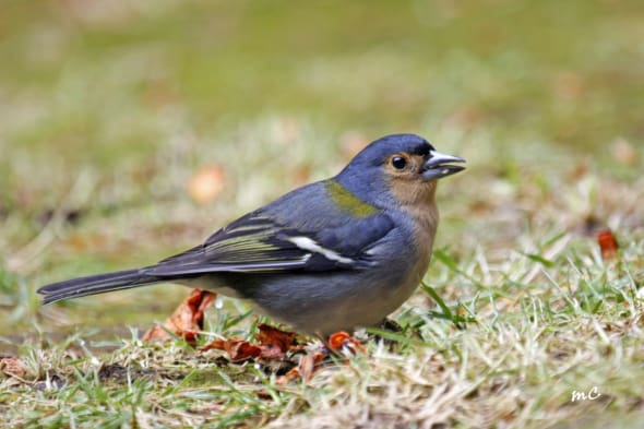 Common Chaffinch Ssp Maderensis