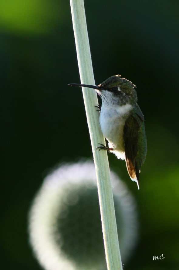 Ruby-throated Hummingbird Fem.