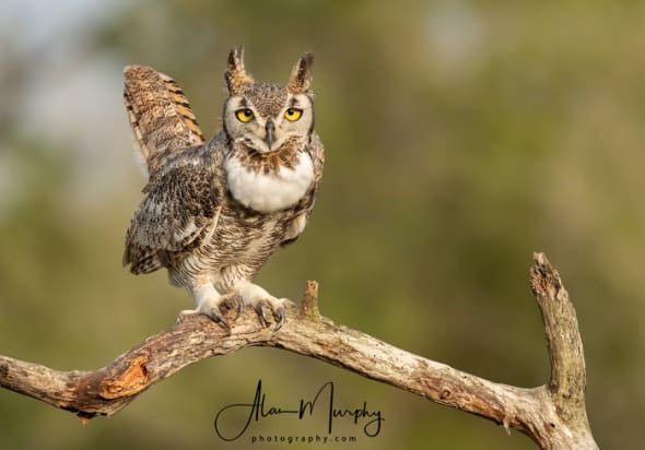 Great-horned Owl 