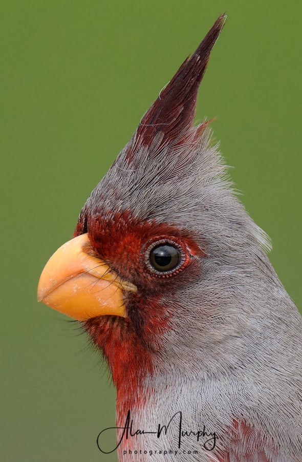 Pyrrhuloxia  