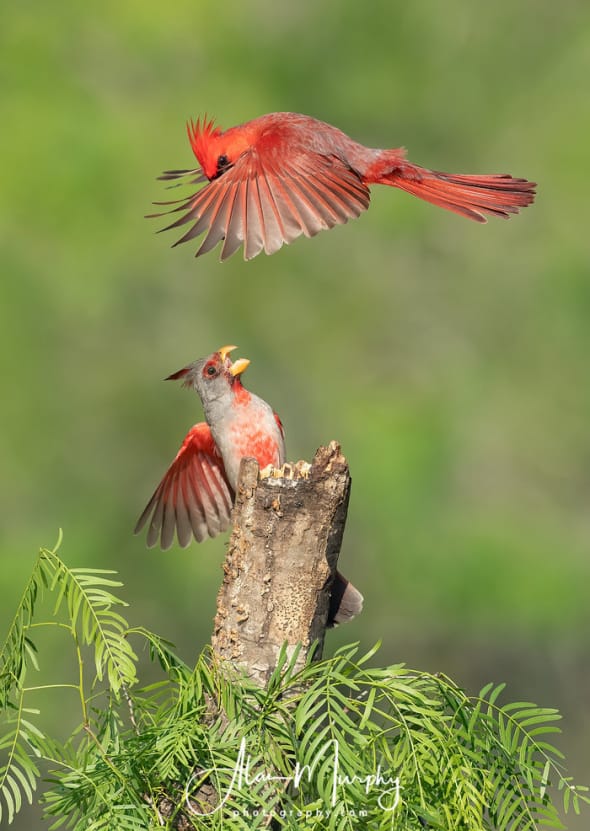 Pyrrhuloxia & Northern Cardinal