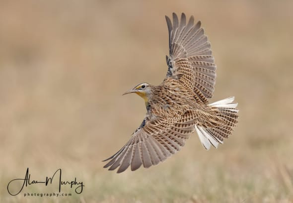 Western Meadowlark