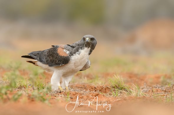 White-tailed Hawk