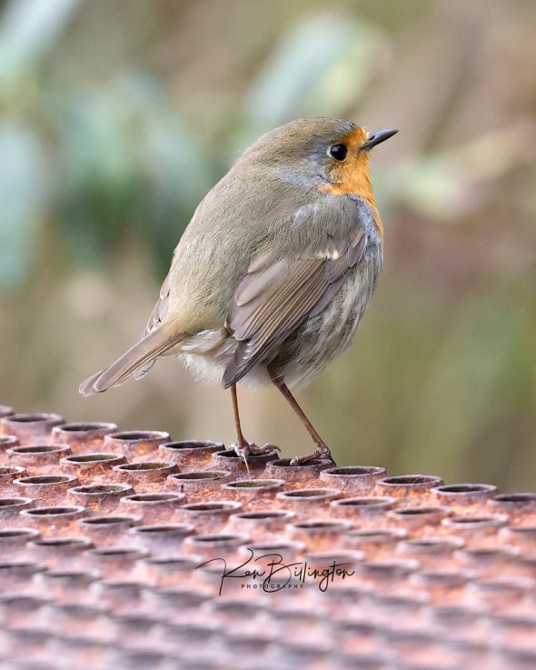 Robin on a Hot Tin Roof