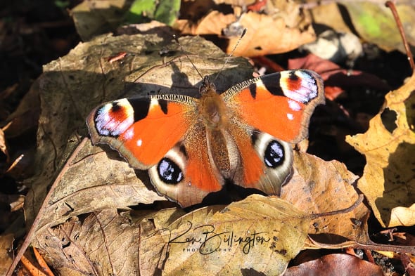 Peacock Butterfly on Autumn Leaves