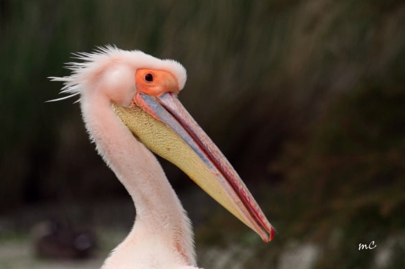 Great White Pelican Nuptial